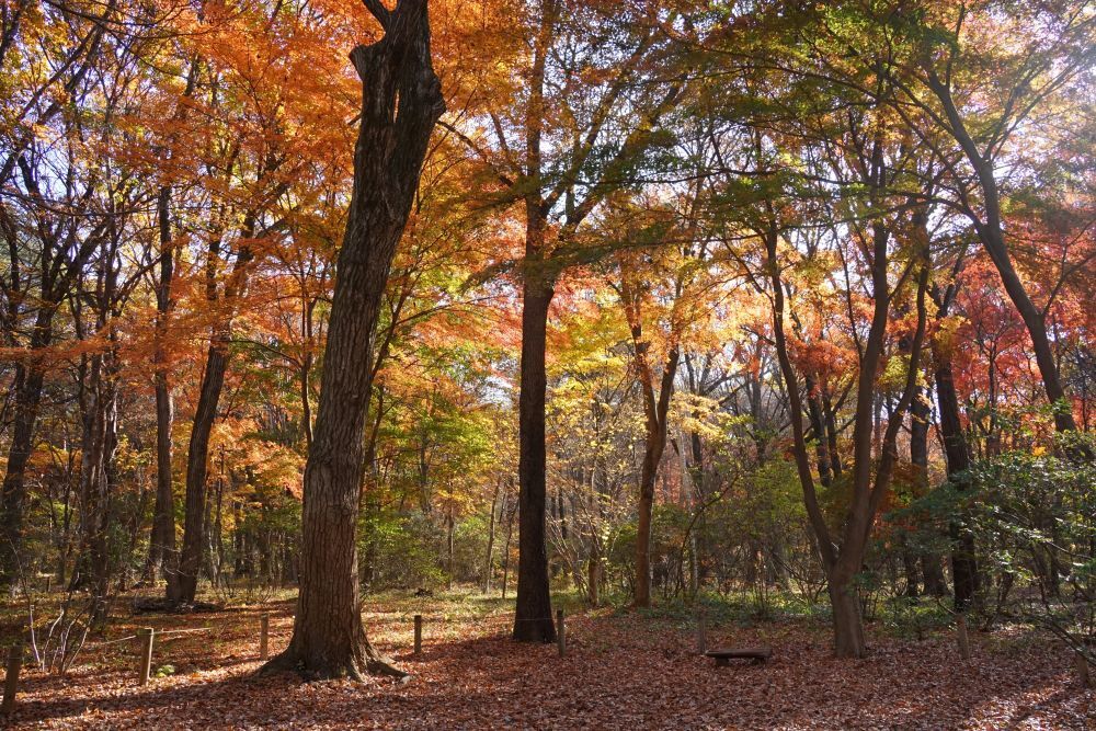 イロハモミジの色づき | スタッフブログ | 赤城自然園