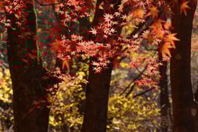 イロハモミジの色づき