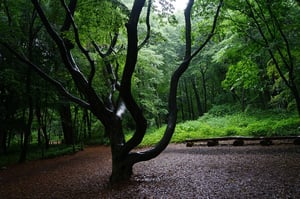 梅雨入りした赤城自然園
