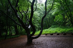 梅雨入りした赤城自然園