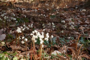 セリバオウレンが見頃です