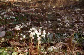 セリバオウレンが見頃です