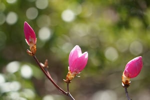 2026年度の開園が、はじまりました！