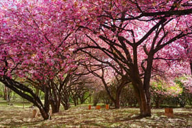 八重桜エリア2026 期間限定OPEN