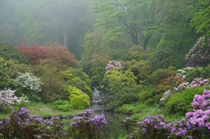 雨に潤う赤城自然園
