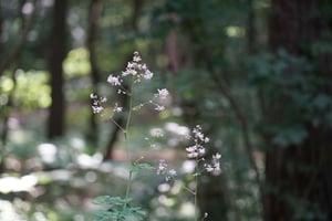 シキンカラマツが咲きはじめました