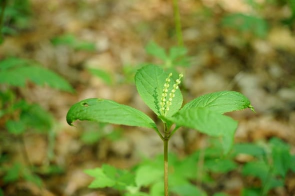 DSC04196