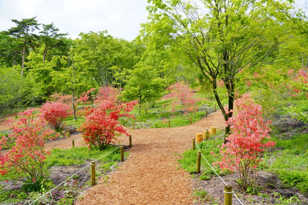 ヤマツツジが見頃です！！ | スタッフブログ | 赤城自然園