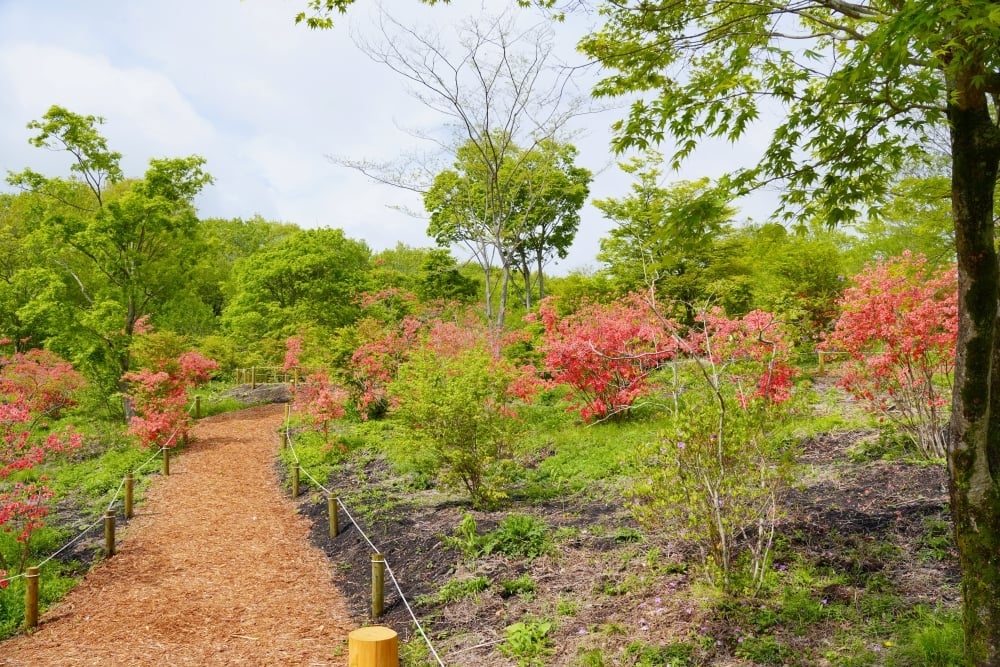 ヤマツツジが見頃です！！ | スタッフブログ | 赤城自然園