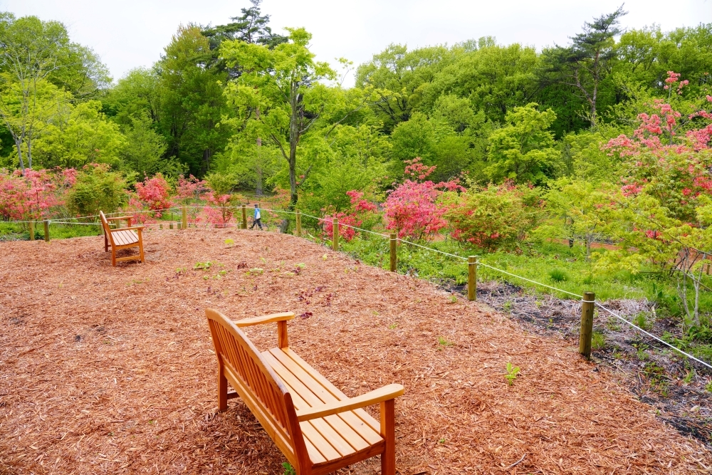 ヤマツツジが見頃です！！ | スタッフブログ | 赤城自然園