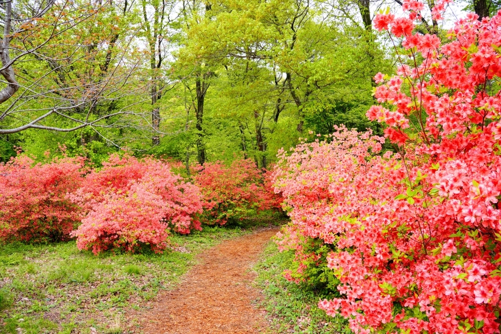 ヤマツツジが見頃です！！ | スタッフブログ | 赤城自然園