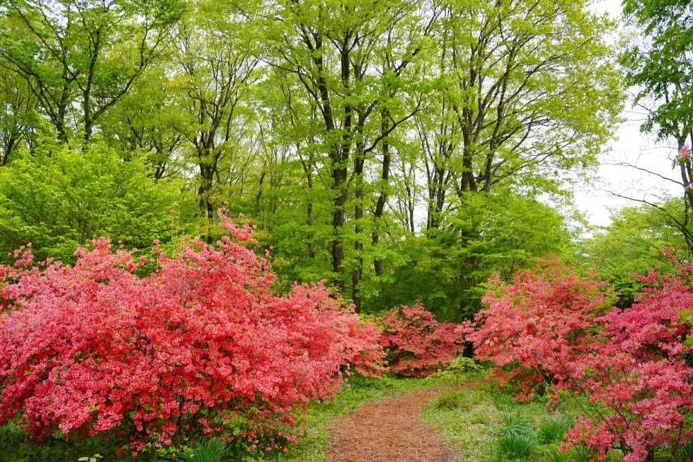 ヤマツツジが見頃です！！ | スタッフブログ | 赤城自然園
