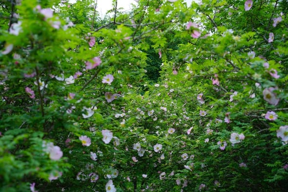 DSC04270