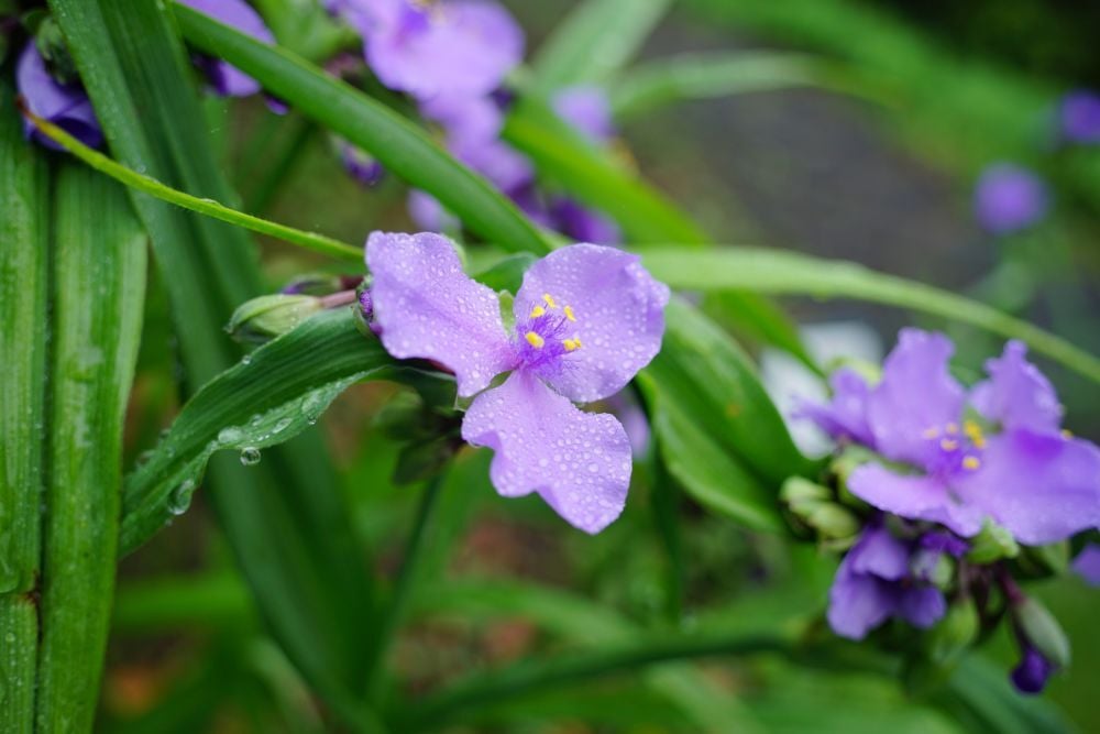 雨に濡れて輝く花たち | スタッフブログ | 赤城自然園