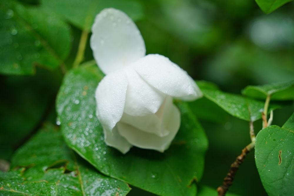 雨に濡れて輝く花たち | スタッフブログ | 赤城自然園