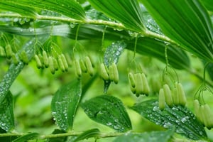 雨に濡れて輝く花たち