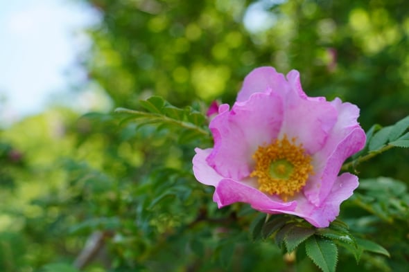 DSC04390