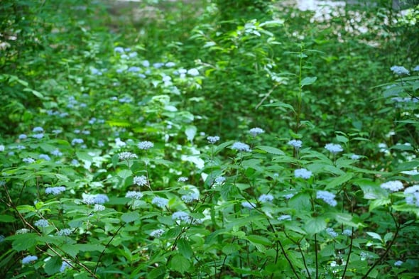 DSC04444
