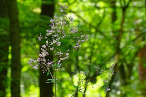 シキンカラマツが咲き始めました