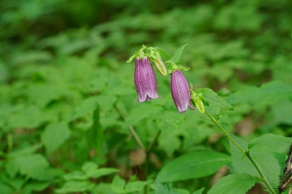 DSC04545-1