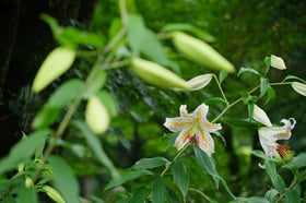 梅雨の赤城自然園 #3