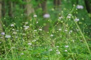 レンゲショウマの花数が増えています