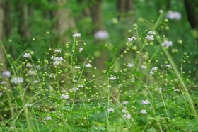 レンゲショウマの花数が増えています