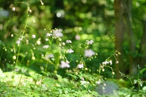 レンゲショウマが見頃です