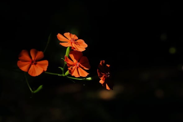 DSC05130