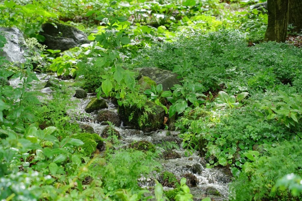 DSC05238