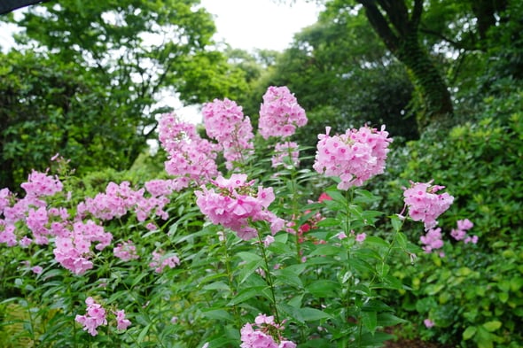 DSC05246-1
