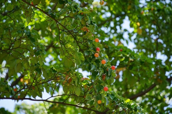 DSC05340