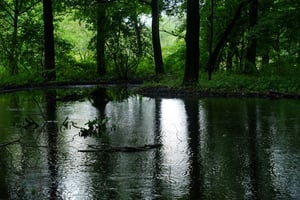 雨の森に、秋の気配