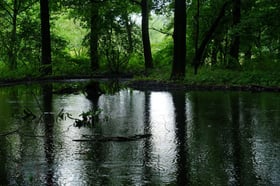 雨の森に、秋の気配