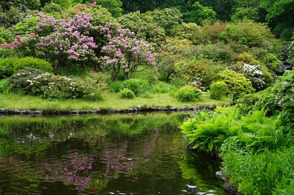 園内風景 | 今日の赤城自然園 | 赤城自然園