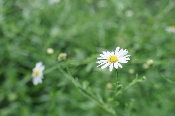 DSC05454