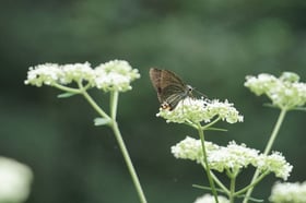 お花畑を舞う蝶
