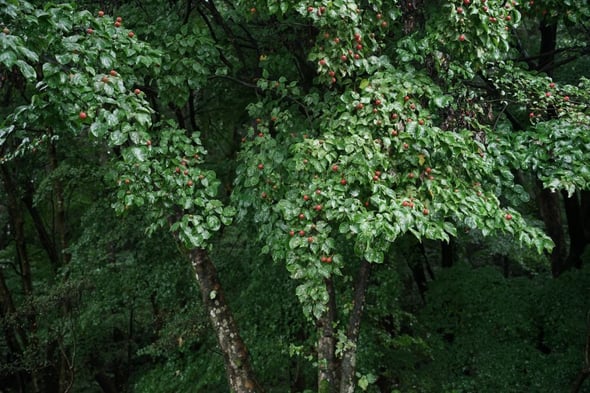 DSC05705