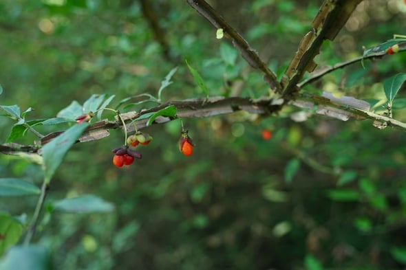 DSC06011