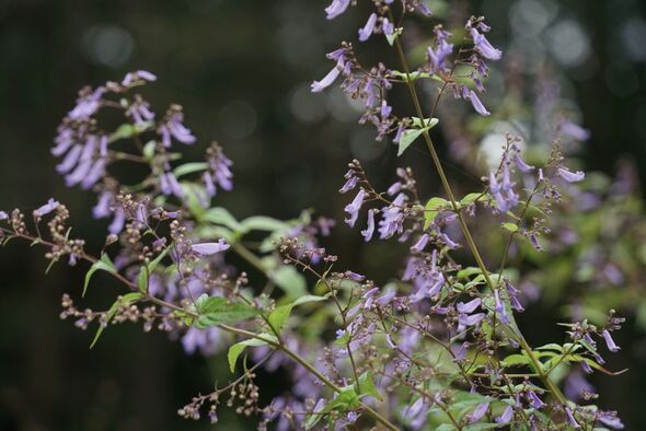 DSC06445-1