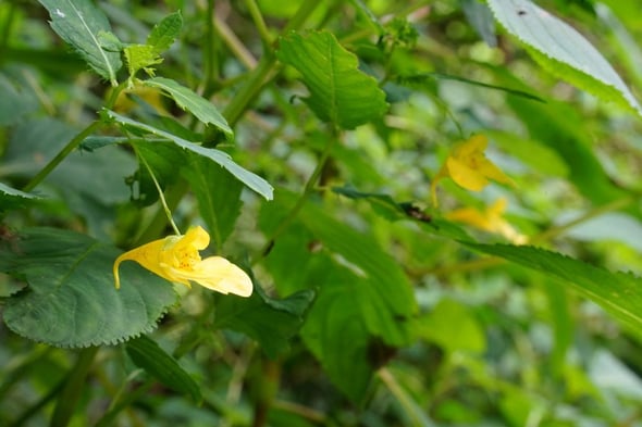 DSC06532
