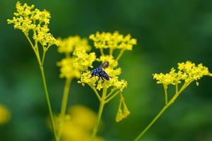厳しい暑さ