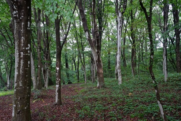 DSC07886