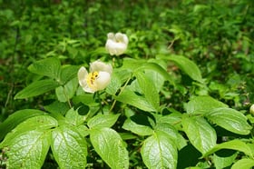 ヤマシャクヤクが咲きはじめました