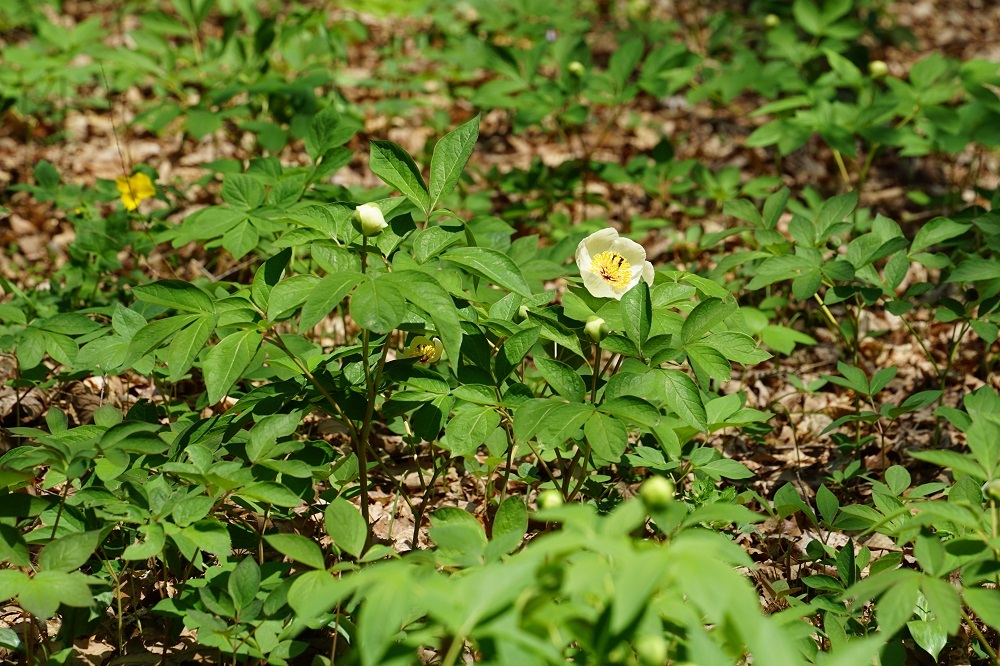 ヤマシャクヤクが咲きはじめました | スタッフブログ | 赤城自然園
