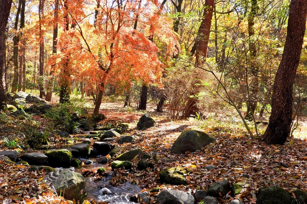 2024紅葉情報N0.5 | スタッフブログ | 赤城自然園