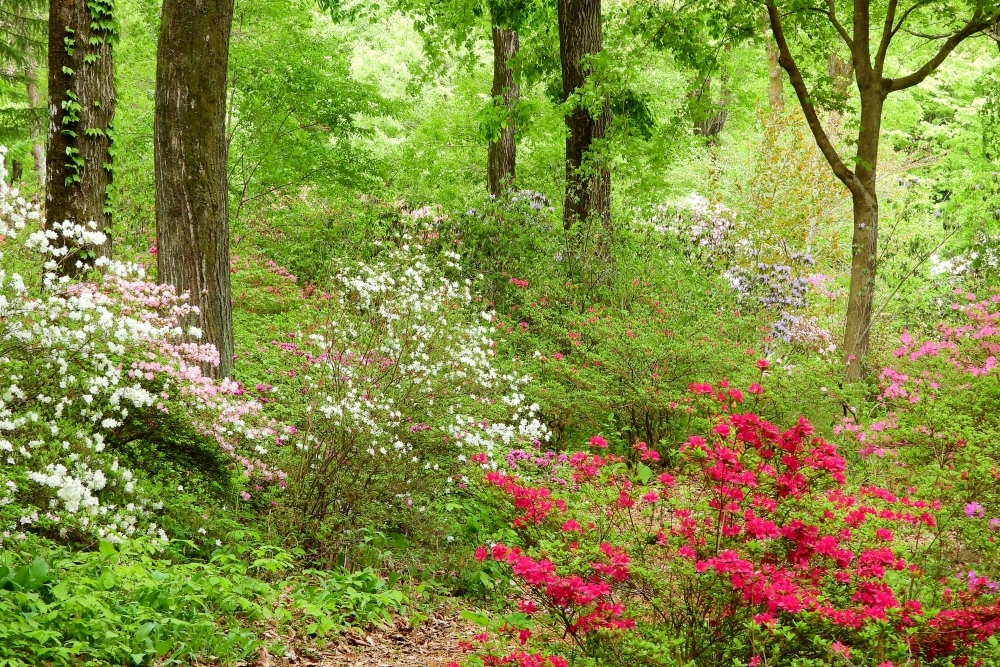 絵画　油絵　赤城自然園　ミニ美 油絵 油彩 油彩画 絵 絵画 ミニ絵画 【桜と富士山】 - メルカリ