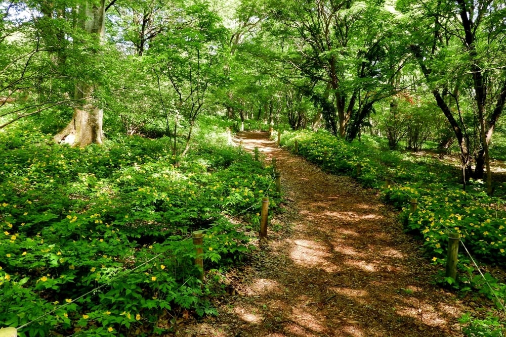 美しい散策の小径 | スタッフブログ | 赤城自然園