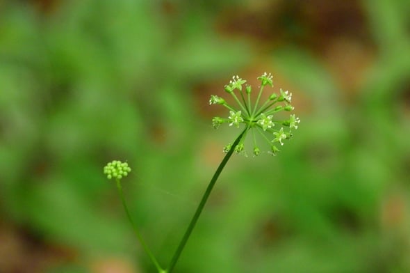 DSCN5594