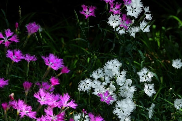 DSCN5767